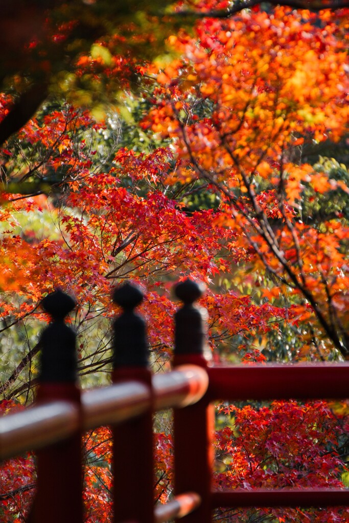 佇む紅葉