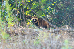 獅子島のたぬきさん