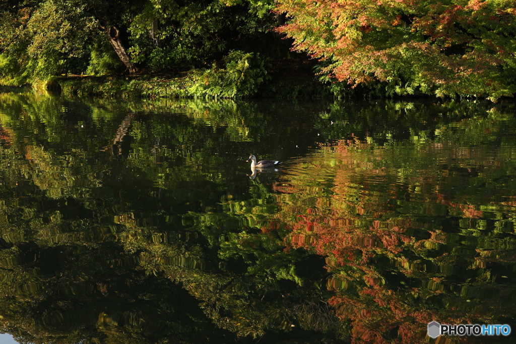 かるがもの紅葉狩り　その３ 「・・・これは・・・」