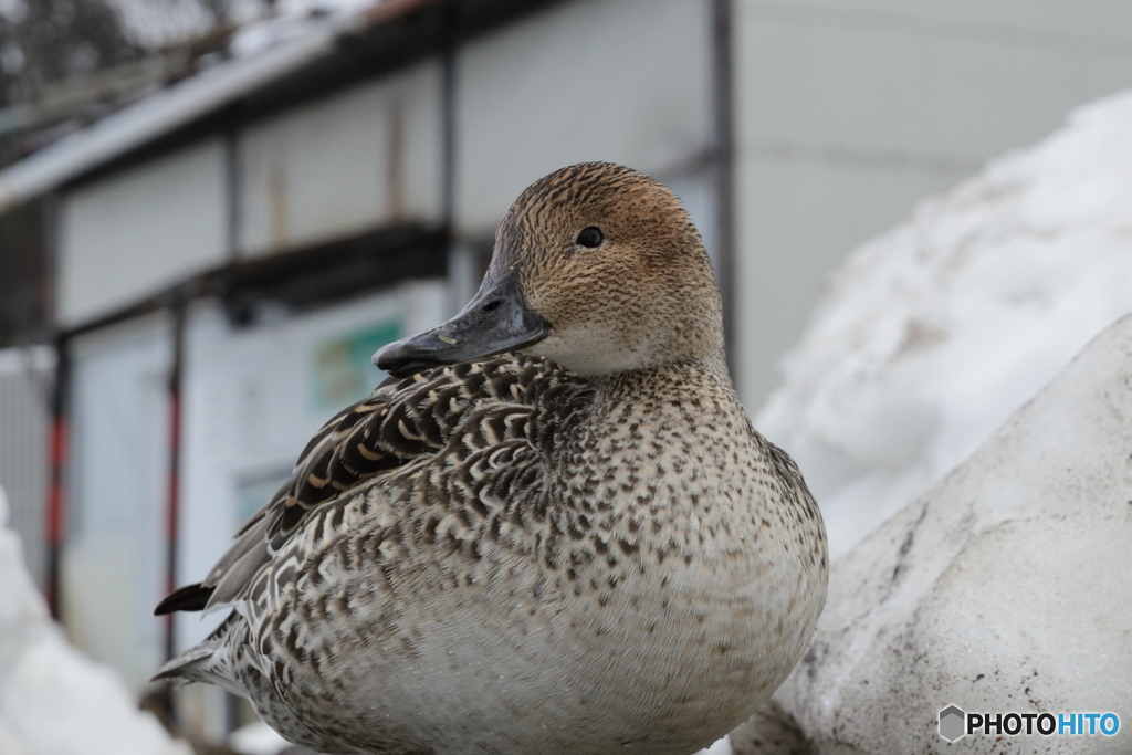 Portrait _ female