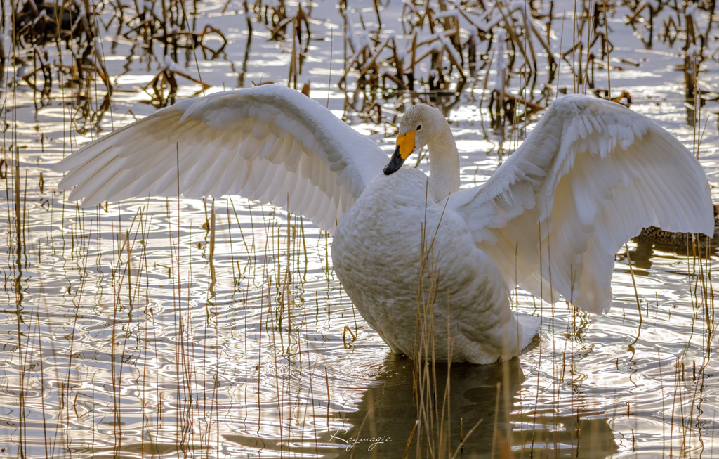 angel wings