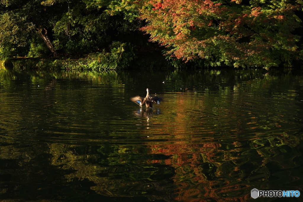 カルガモの紅葉狩り ラスト 「・・・かんどうした！！」