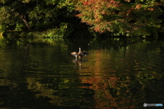 カルガモの紅葉狩り ラスト 「・・・かんどうした！！」