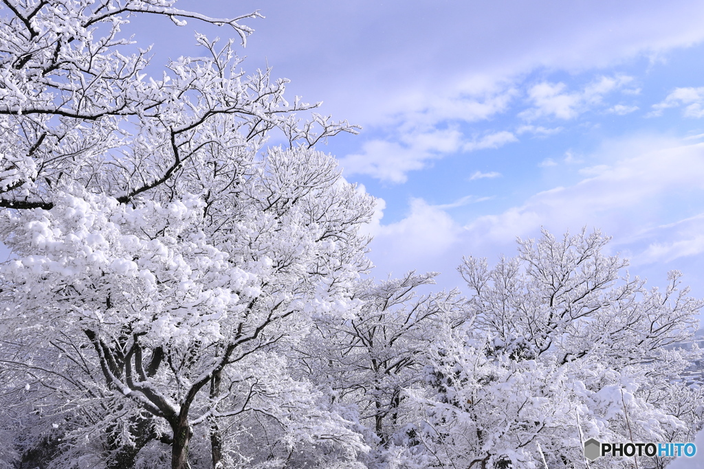 新雪の朝 4 つかの間の晴れ間