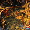 羅漢様の秋 3 手水鉢の中の風景