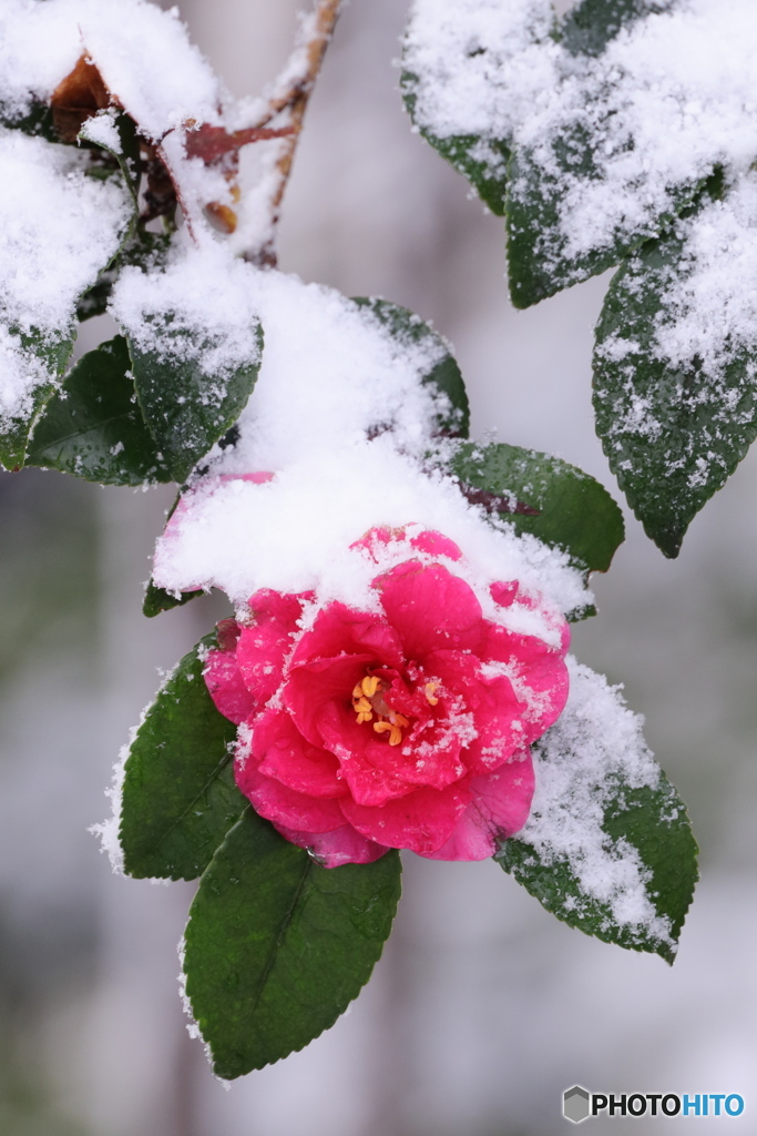 新雪の朝 2 雪化粧