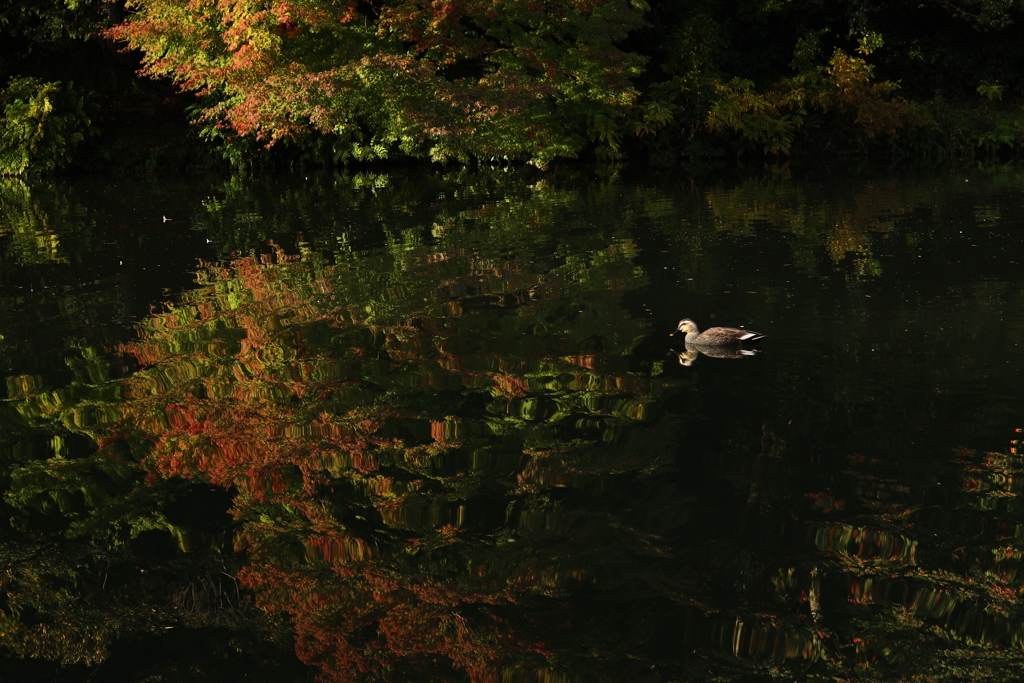 かるがもの紅葉狩り　その２「・・・なかなかいい感じ」