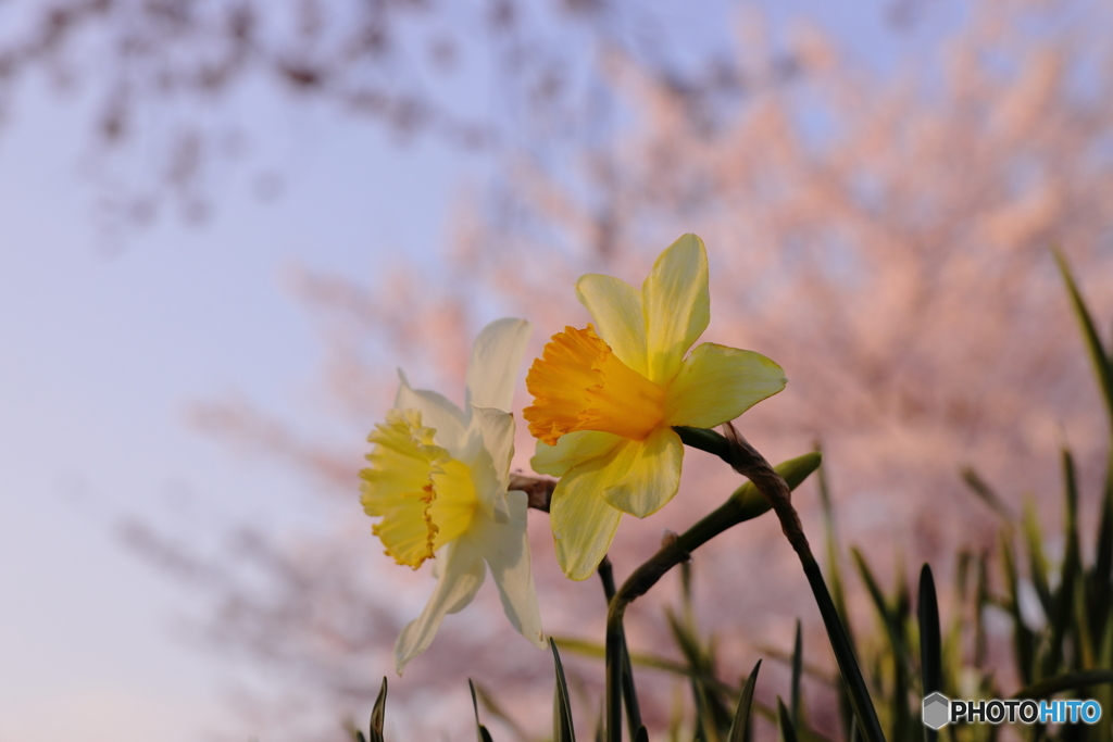 桜には負けられませんわ！