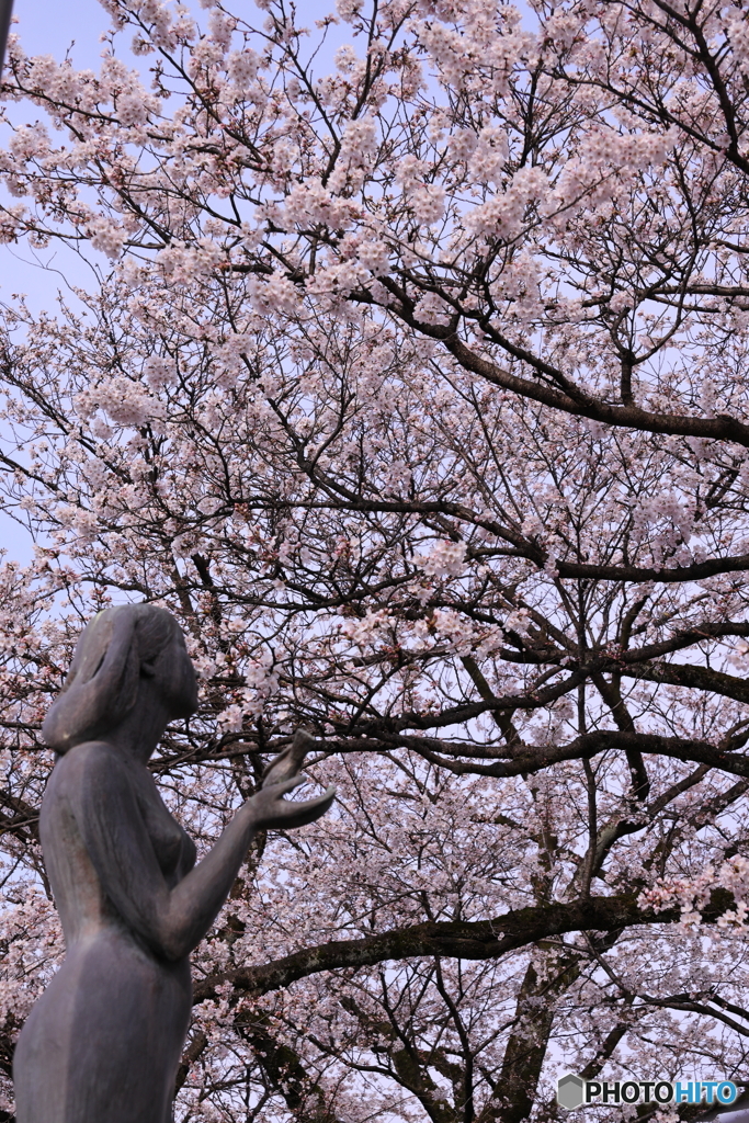 今年の桜は早咲きです