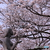 今年の桜は早咲きです