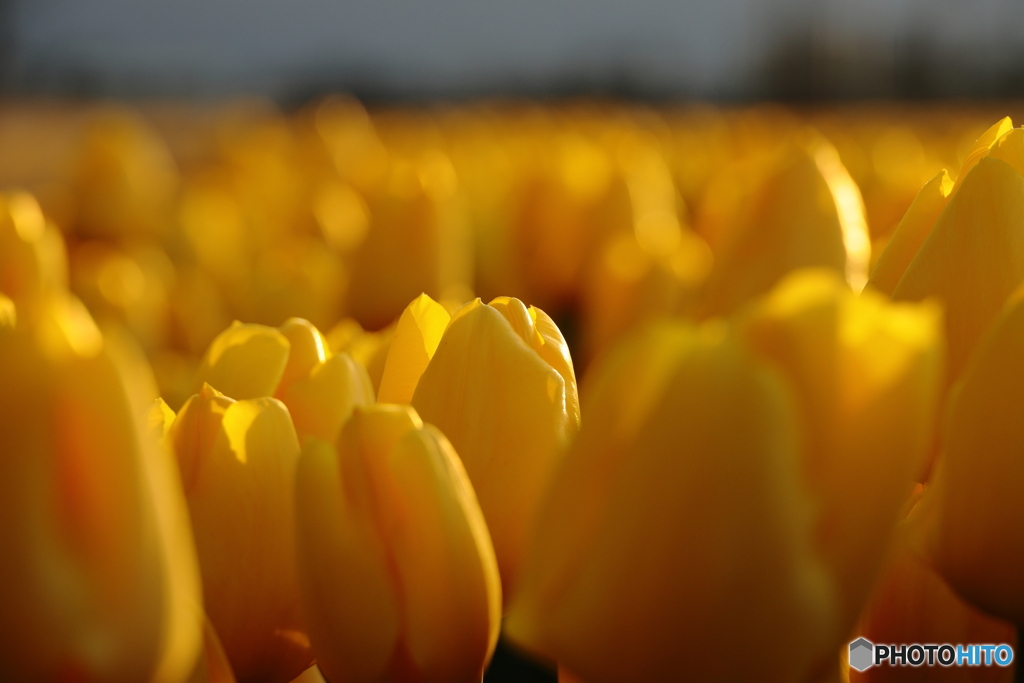 full of yellows
