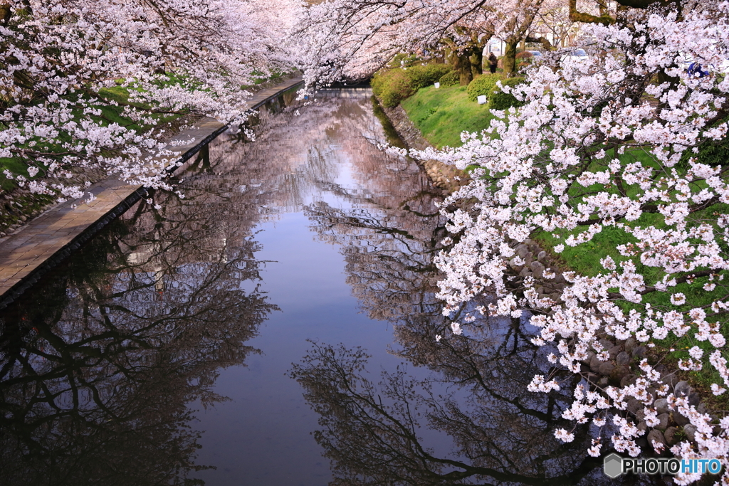 sakura reflection