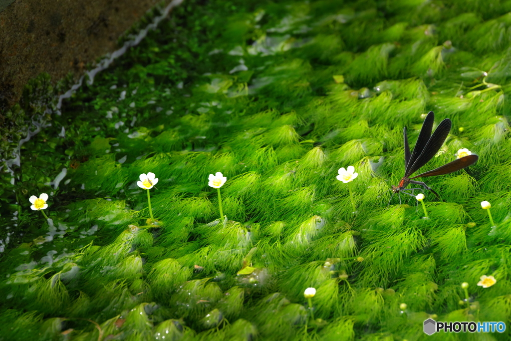 梅花藻咲く用水路