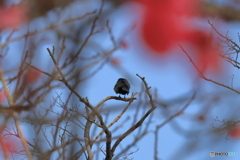 古城公園のトウジ（とカラス）