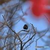 古城公園のトウジ（とカラス）
