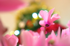 St. Cyclamen