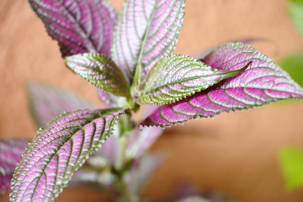 metal leaves