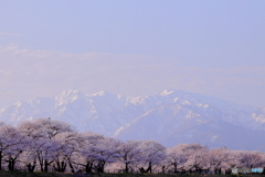 白馬岳をのぞむ