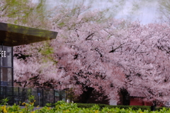 桜散らし