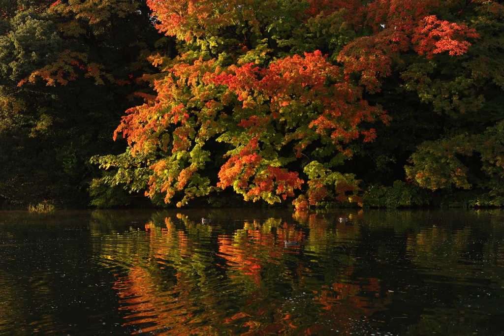 かるがもたちの紅葉狩り