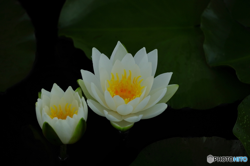 white lotus