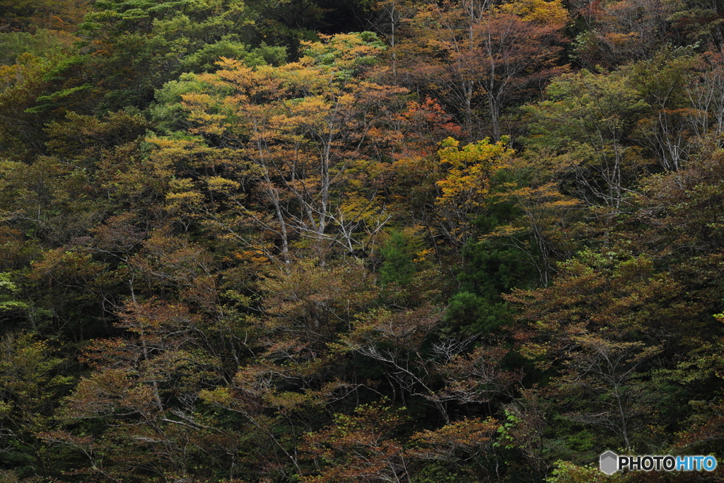 有峰林道散策 2