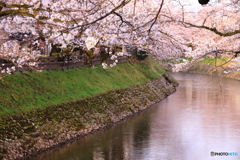 桜色の松川