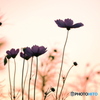 silhouettes of cosmos