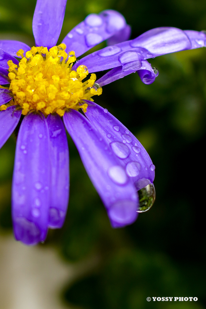 雨のしずく