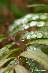 雨の雫が美しい