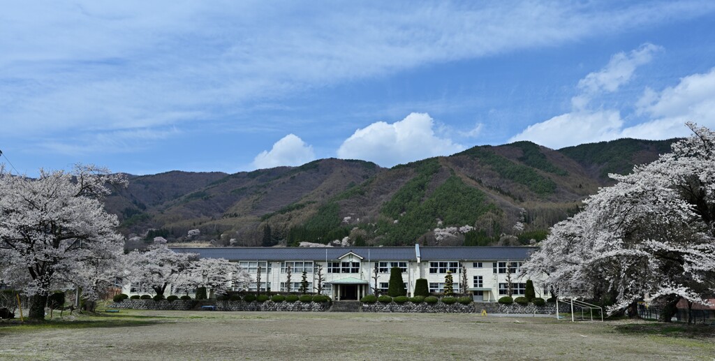 今年も桜は 1