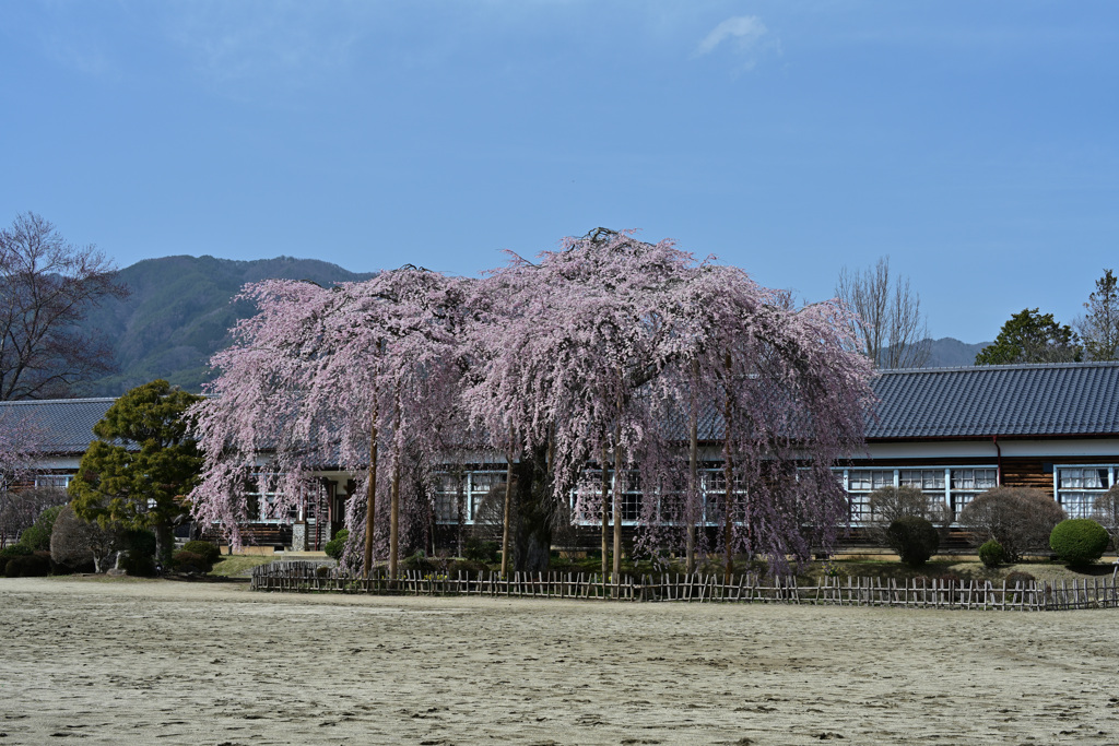 今年も桜は 2