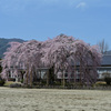 今年も桜は 2