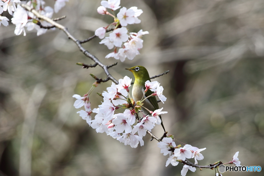 春の森　～メジロ