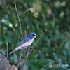 幸せの青い鳥　Ⅰ