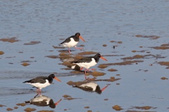 河口の野鳥Ⅱ～３