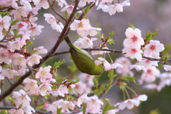 桜　満開！　～2