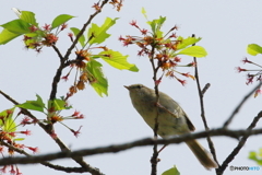 大きな声で鳴いてます