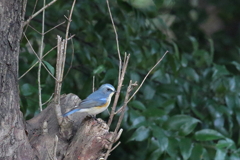 青い鳥