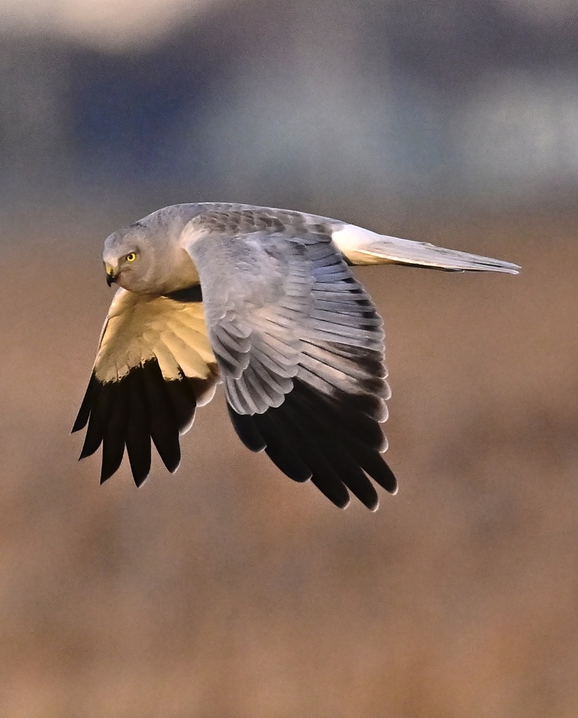 ハイイロチュウヒ