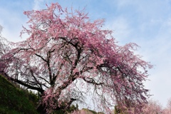 番屋の桜