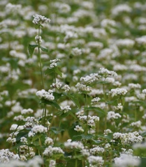 蕎麦の花