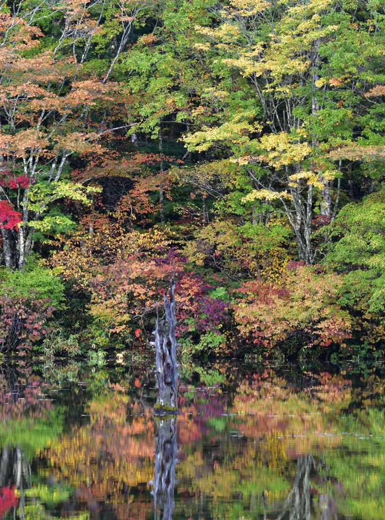 紅葉に立ち枯れ木　