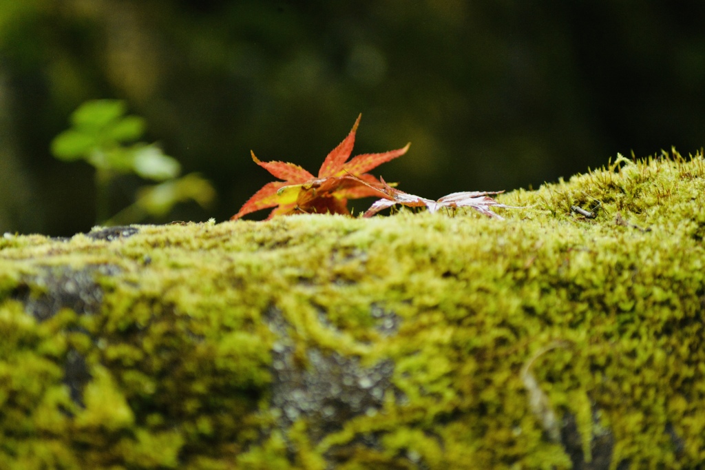 石苔に紅葉