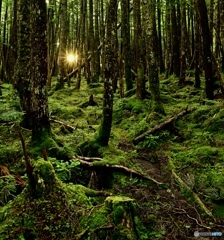 北八ヶ岳山麓　森の目覚め