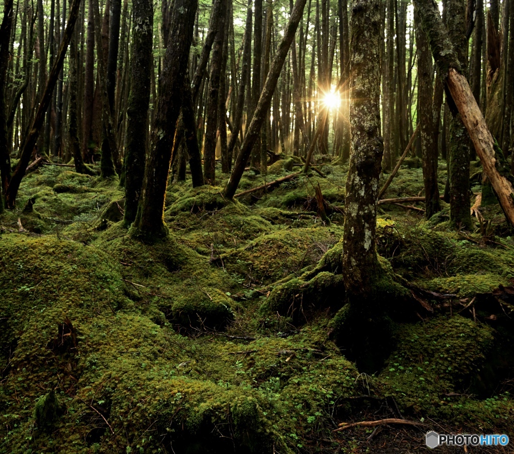 北八ヶ岳山麓　苔の森