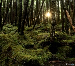 北八ヶ岳山麓　苔の森