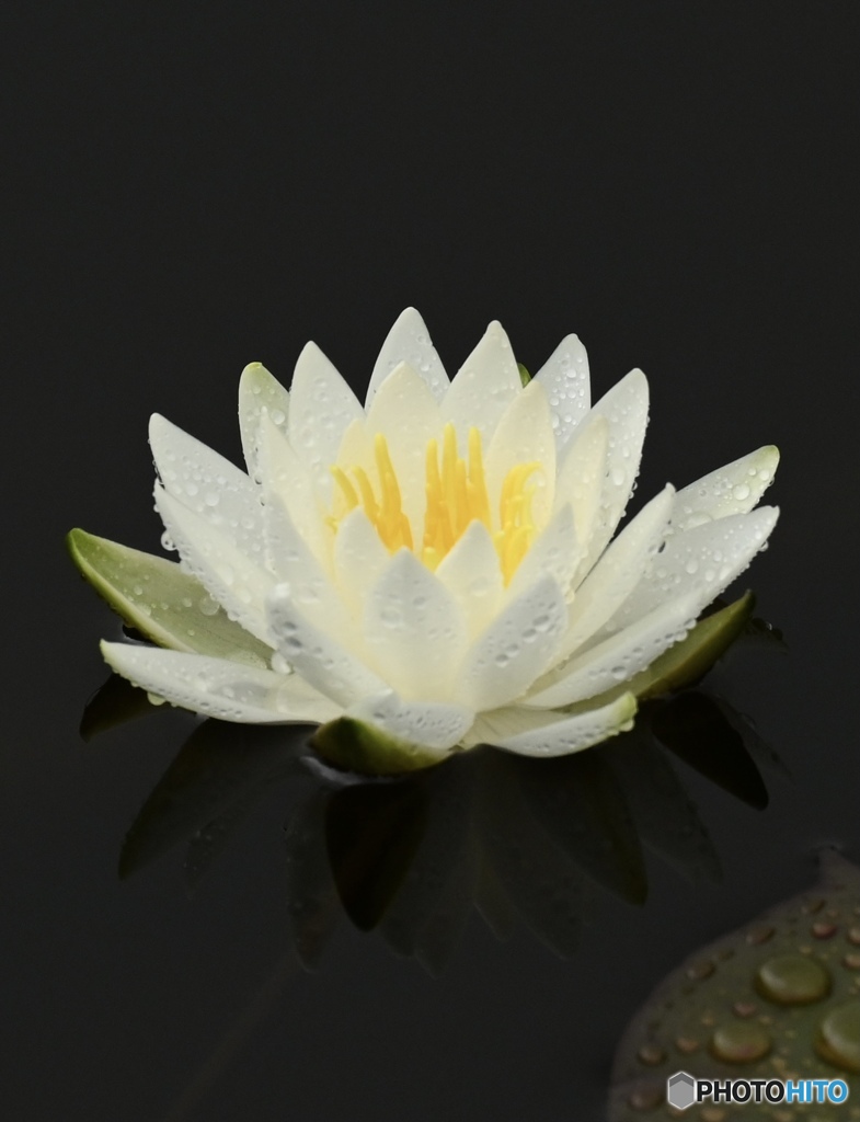 雨上がりの花蓮