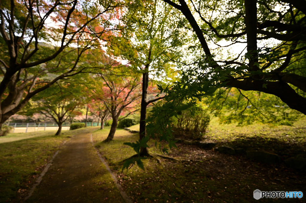 青紅葉と赤紅葉