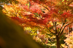 華紅葉